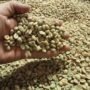 Café Arabica bio du Chiapas, Mexique